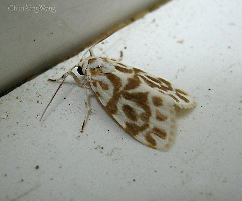Adites Tiger Moth A small tiger moth, 10mm in length from forehead to wingtip. White with dark brown patterns. All moths under the Adites genus look very similar. This one is probably an Adites curvata, but could be a new species as well. Geotagged,Malaysia,Winter,arctiidae,arctiinae,borneo,entomology,insects,moths,sabah
