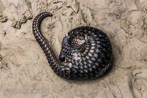 Pangolin Today is World Pangolin Day. A day dedicated to a very unique mammal called the Pangolin. Sadly, the pangolin is the most trafficked animal. All 8 species of pangolins in the world are heavily poached for their scales which are used as traditional medicine. Their scales are in fact made of keratin, the same material which makes our fingernails, which has no medical properties at all. Pangolins need these scales more than we do as they use it for their protection. Never support the pangolin trade as pangolins are getting closer to extinction. They should be kept alive in the forest as they play an important role of keeping the ant and termite population balanced.

This ant-eater was being released back in the wild after it accidentally got trapped in someone's home. Our organization - 1StopBorneo Wildlife is providing wildlife rescue services in few places around Borneo. We have successfully rescued 25 Sunda Pangolins since 2014. Today our organization is also celebrating World Pangolin Day by organizing a public event in Tawau town, Sabah, to spread the awareness of this magnificent creature.

Photo credit: Shavez Cheema from 1StopBorneo Wildlife. I will be sharing a lot of my team's photos in Jungle Dragon too but copyrights go to the respective photographers. Manis javanica,Sunda pangolin