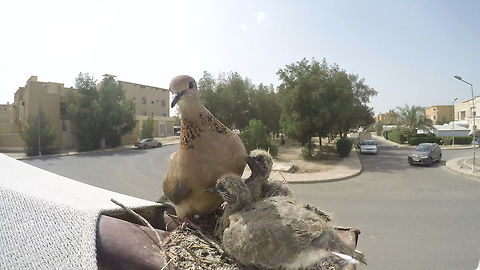 Laughing Dove, Kuwait  Geotagged,Kuwait,Laughing Dove,Spilopelia senegalensis