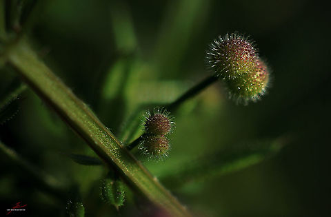 Galium aparine, fruits  Cleavers,Flora,Galium aparine,Macro,fruits