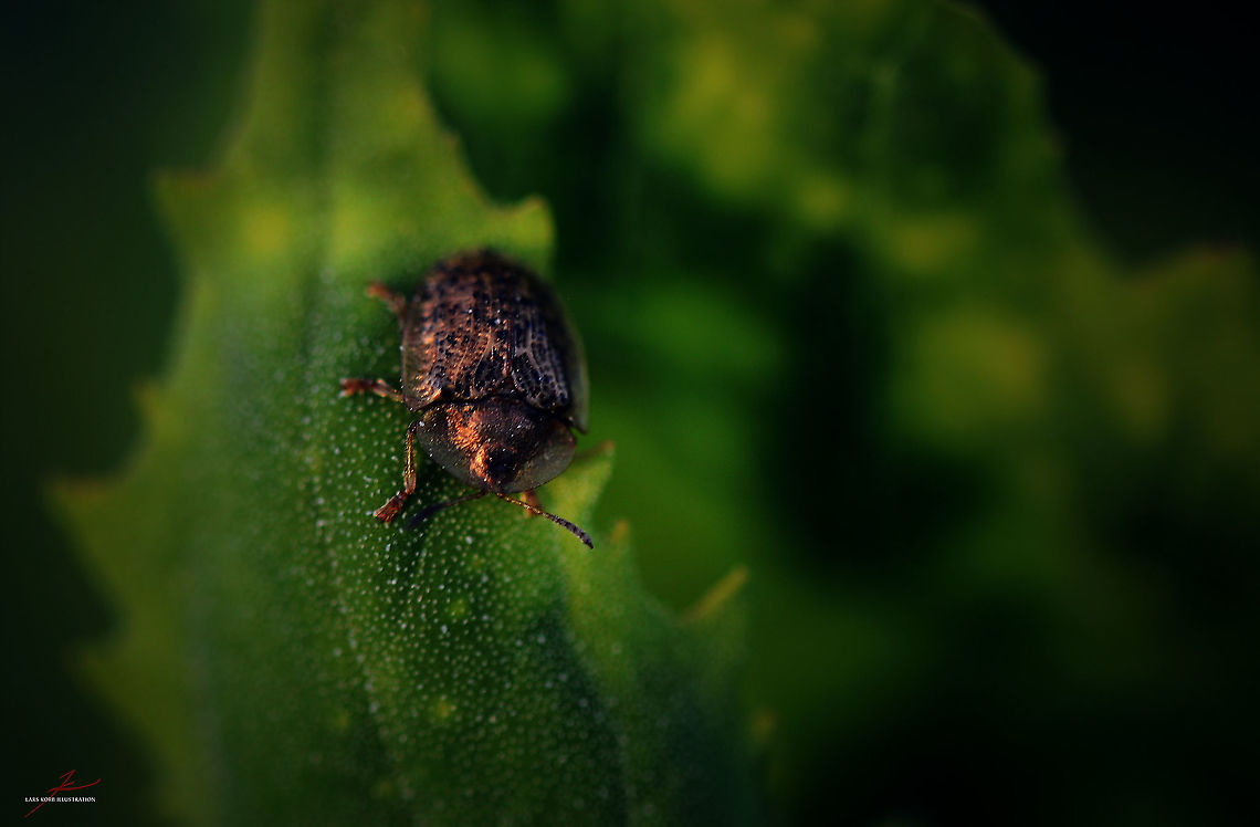 Cassida nebulosa  Arthropods,Beet tortoise beetle,Beetles,Cassida nebulosa,Insects,Macro,Tortoise beetle