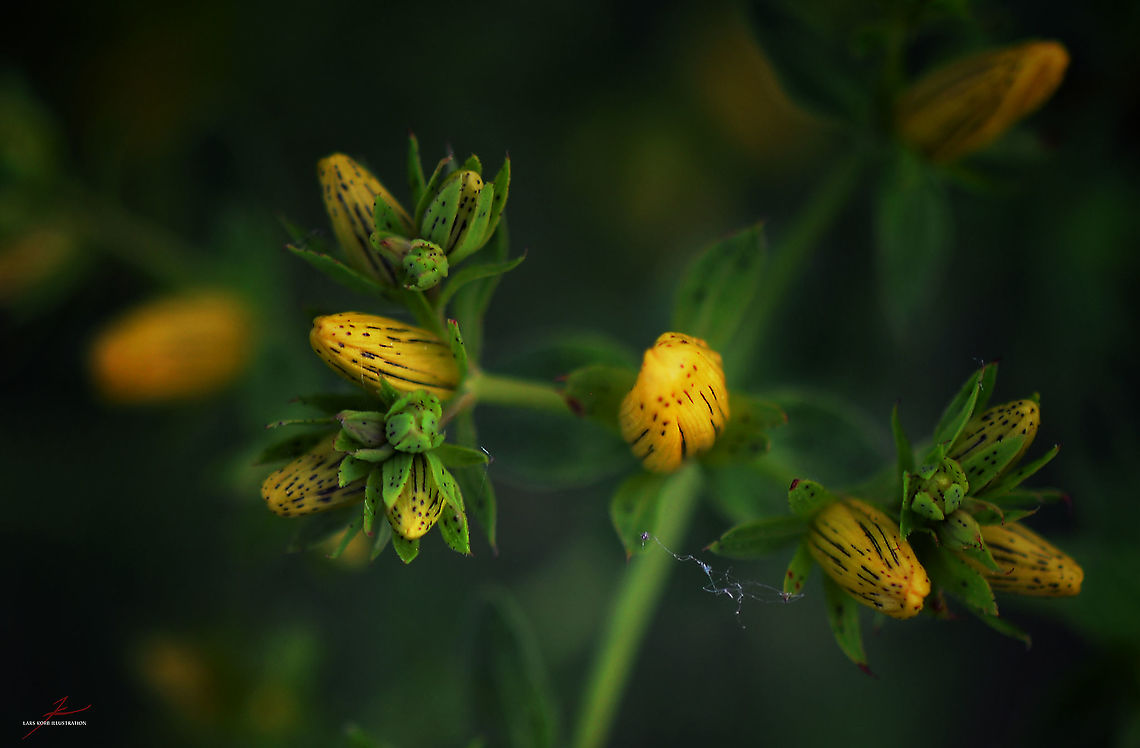 Hypericum maculatum  Flora,Flowers,Hypericum maculatum,Macro,bloom