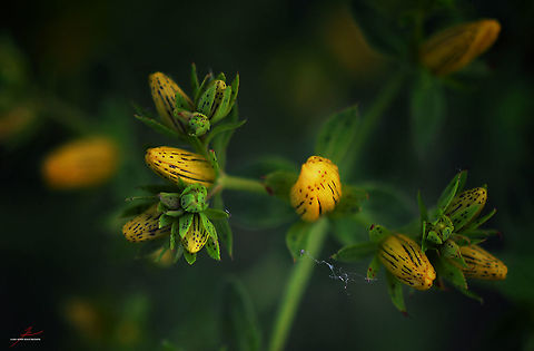 Hypericum maculatum  Flora,Flowers,Hypericum maculatum,Macro,bloom