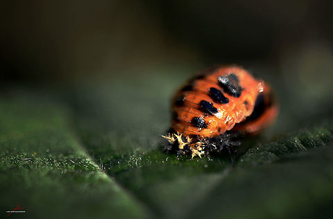 Harmonia axyridis, chrysalis  Arthropods,Beetles,Chrysalis,Harmonia axyridis,Insects,Macro,pupa