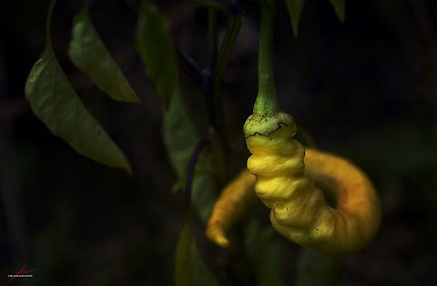 Capsicum annuum  Capsicum annuum,Flora,Macro,Plants,edible,fruits