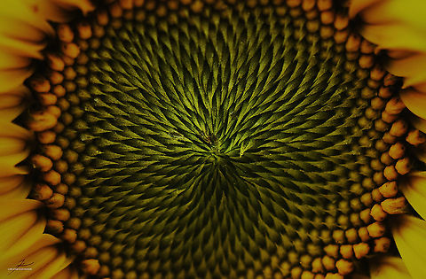 Helianthus annuus  Common sunflower,Flora,Helianthus annuus,Macro,Plants,edible