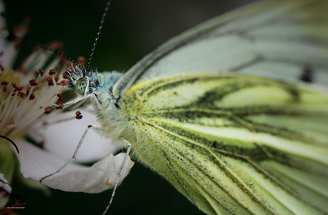 Pieris napi  Arthropods,Green-veined White,Insects,Macro,Pieris napi,butterflies,fauna