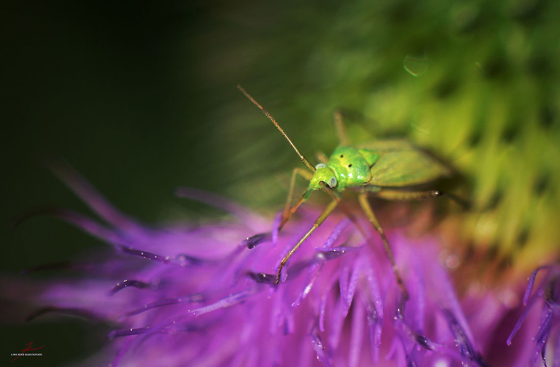 Closterotomus norwegicus  Arthropods,Bugs,Closterotomus norvegicus,Closterotomus norwegicus,Insects,Macro