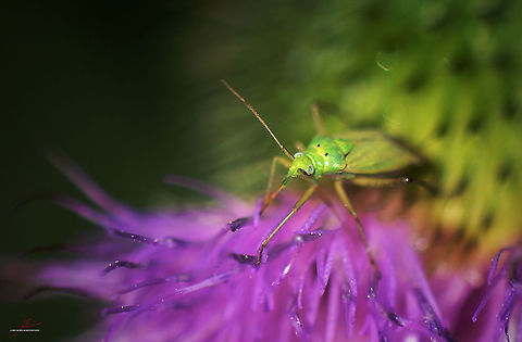 Closterotomus norwegicus  Arthropods,Bugs,Closterotomus norvegicus,Closterotomus norwegicus,Insects,Macro