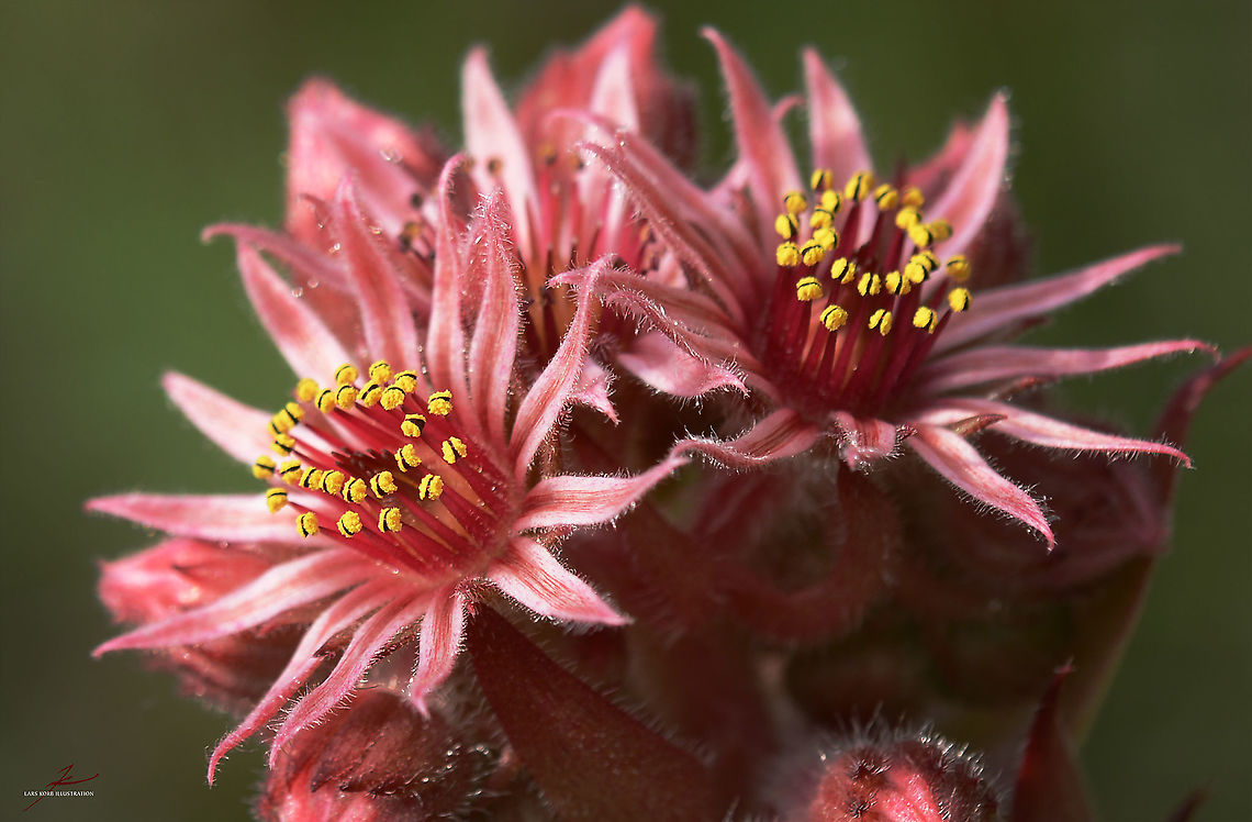 Sempervivum tectorum  Common Houseleek,Flora,Flowers,Macro,Sempervivum tectorum,bloom,blossom