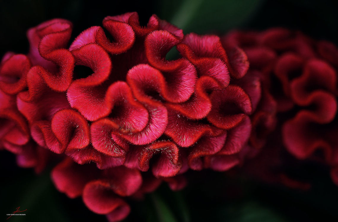 Celosia argentea var. cristata  Celosia argentea var. cristata,Flora,Flowers,Macro,Plants,bloom,blossom