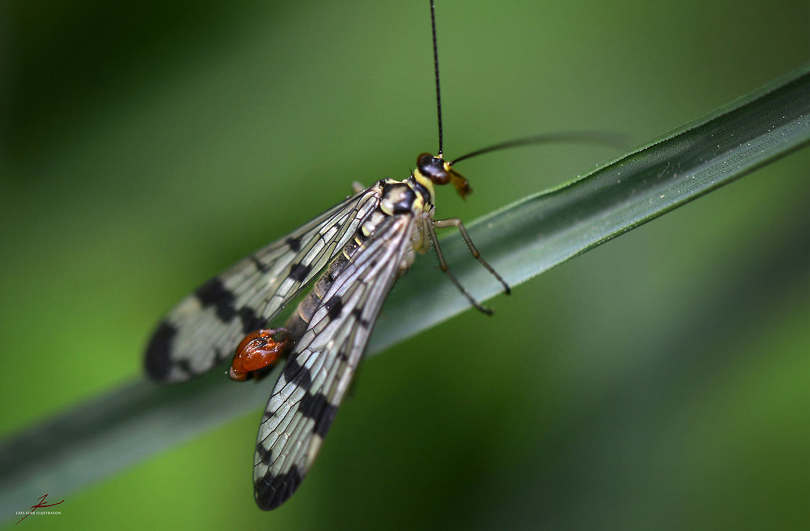 Panorpa communis, male  Arthropods,Common scorpionfly,Geotagged,Germany,Macro,Panorpa communis,flying insects