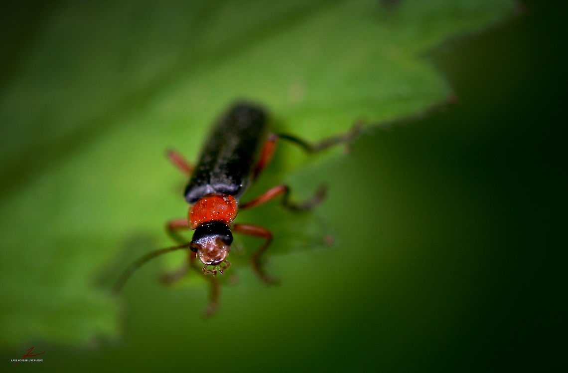 Cantharis pellucida  Arthropods,Cantharis pellucida,Macro,Soldier Beetle,flying insects