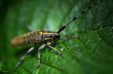 Agapanthia villosoviridescens  Agapanthia villosoviridescens,Arthropods,Insects,Longhorn beetle,Macro