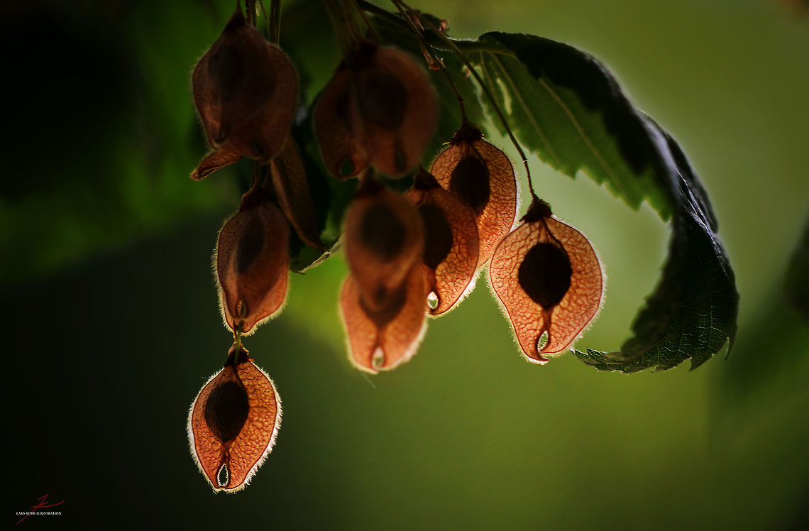 Ulmus laevis seeds  Macro,Ulmus,Ulmus laevis,seeds,trees