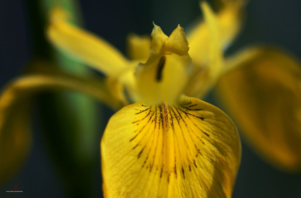 Iris pseudacorus  Iris pseudacorus,flowers