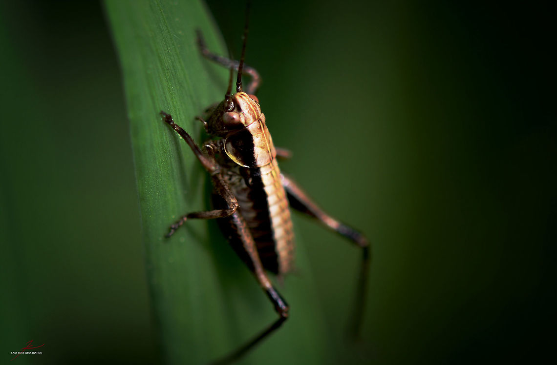 Metrioptera sp., nymph  Insects,Macro,Metrioptera roeselii,Metrioptera sp.,Metrioptera sphagnorum,Roesels bush-cricket,bush-cricket,nymph
