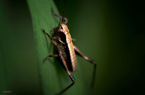 Roesels bush-cricket