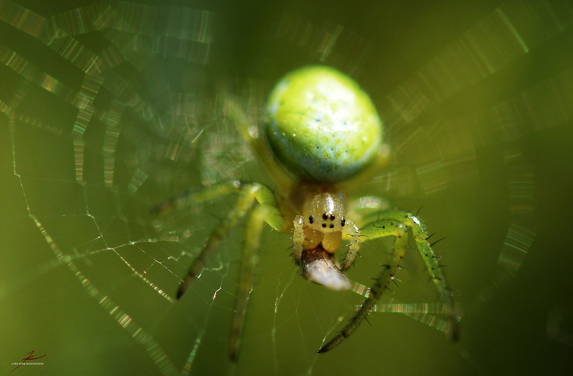 Araniella cucurbitina  Araniella cucurbitina,Arthropods,Cucumber green spider,Macro,Spiders