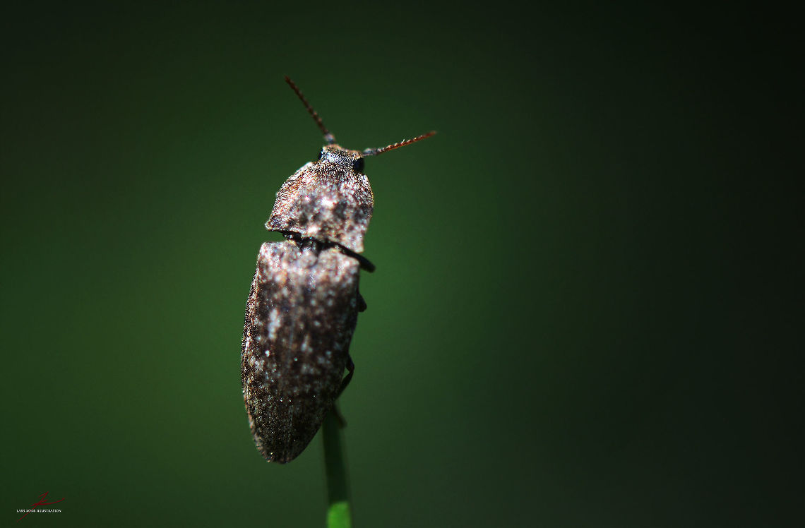 Agrypnus murinus  Agrypnus murinus,Arthropods,Beetles,Insects,Macro