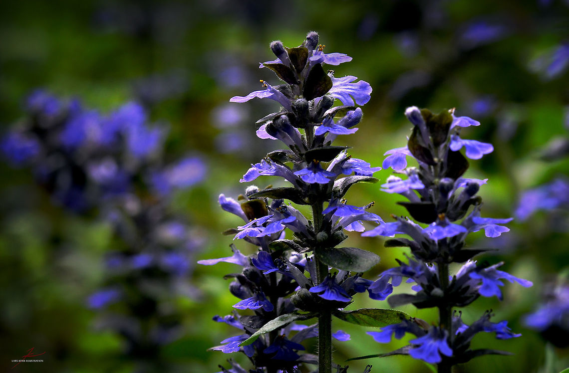 Ajuga genevensis  Ajuga genevensis,Flora,Macro,Plants,Wildflowers,bloom