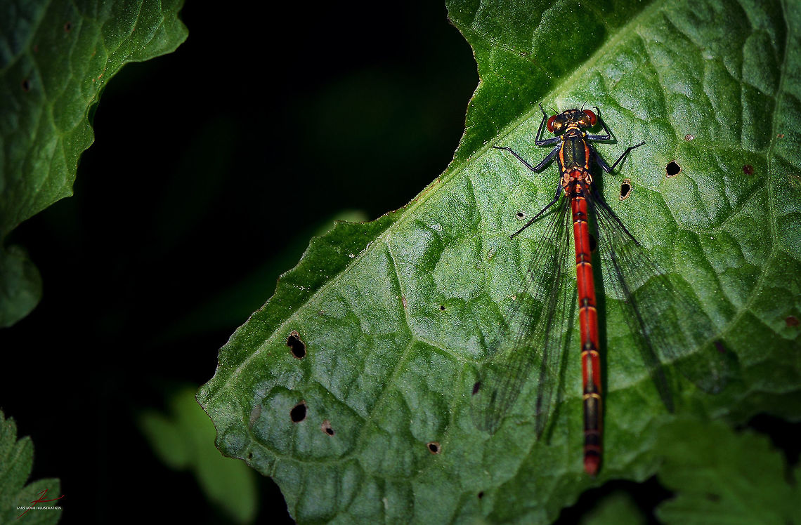 Pyrrhosoma nymphula., female  Arthropods,Large Red Damselfly,Macro,Pyrrhosoma nymphula,dragonflies,flying insects