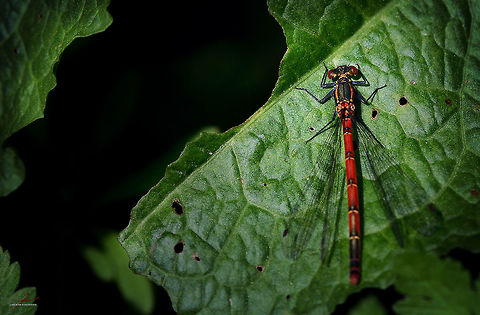 Pyrrhosoma nymphula., female  Arthropods,Large Red Damselfly,Macro,Pyrrhosoma nymphula,dragonflies,flying insects