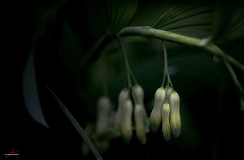 Polygonatum multiflorum  Flora,Macro,Plants,Polygonatum multiflorum,Wildflowers