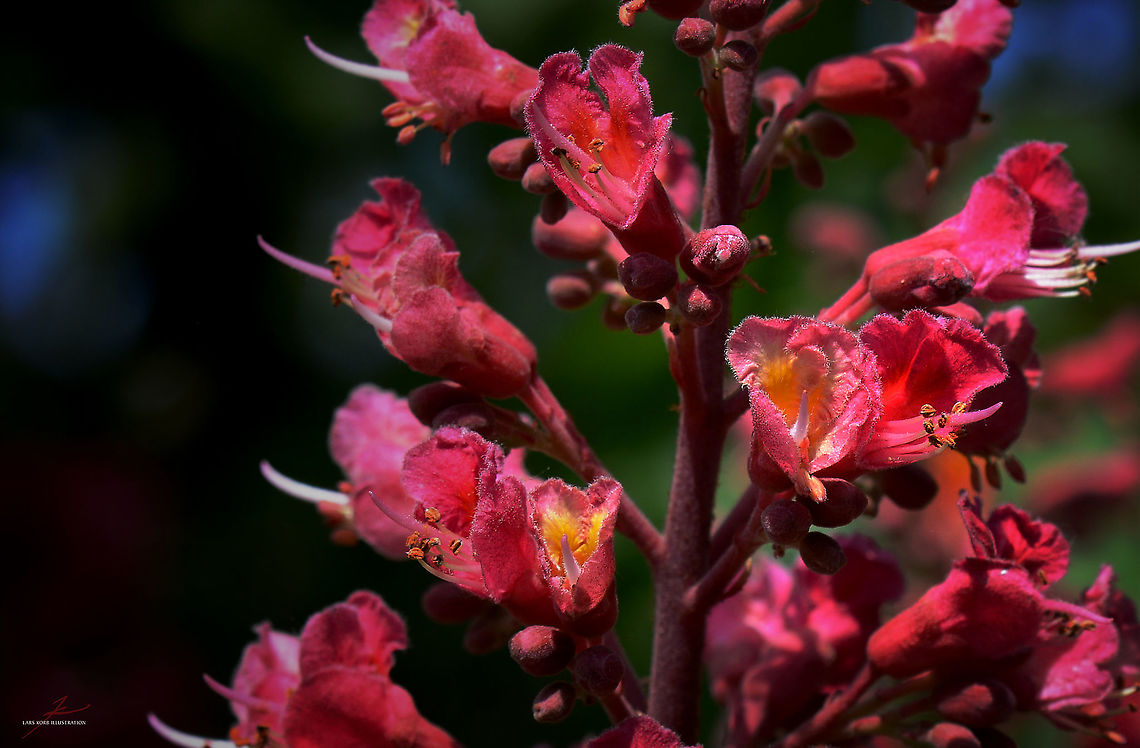 Aesculus pavia  Aesculus pavia,Flora,Macro,Plants,bloom,blossoms,trees
