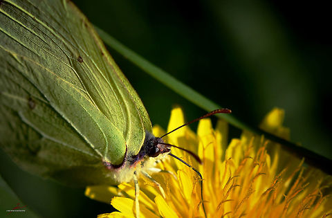 Gonepteryx rhamni  Arthropods,Common Brimstone,Gonepteryx rhamni,Insects,Macro,butterflies