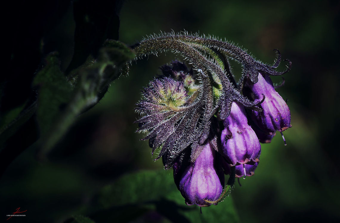 Symphytum officinale  Common comfrey,Flora,Macro,Plants,Symphytum officinale,Wildflowers,bloom,blossoms,herbs