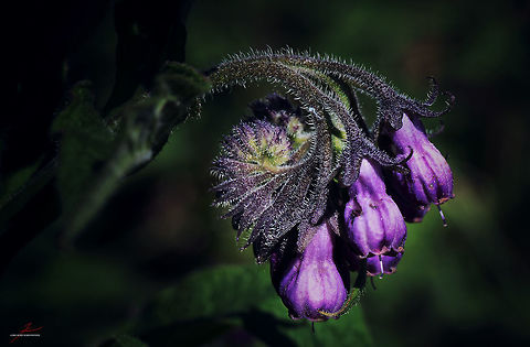 Symphytum officinale  Common comfrey,Flora,Macro,Plants,Symphytum officinale,Wildflowers,bloom,blossoms,herbs