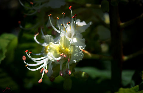 Aesculus hippocastanum  Aesculus hippocastanum,Flora,Macro,Plants,bloom,blossoms,trees