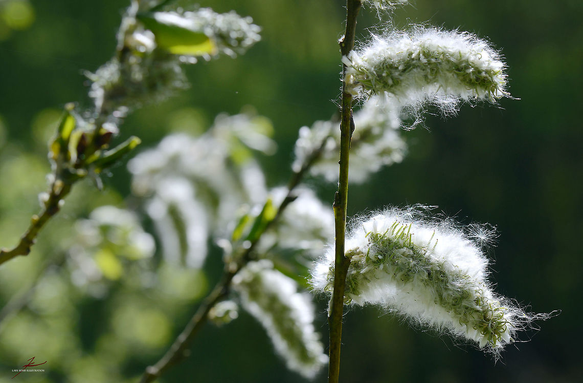 Salix caprea  Flora,Macro,Plants,Pussy willow,Salix caprea,catkins,seeds,trees