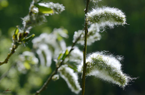 Salix caprea  Flora,Macro,Plants,Pussy willow,Salix caprea,catkins,seeds,trees