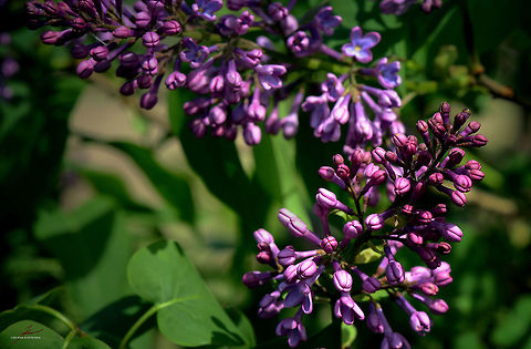 Syringa vulgaris  Flora,Macro,Plants,Syringa vulgaris,bloom,blossoms,common lilac,shrubs