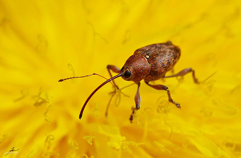 Curculio glandium  Acorn weevil,Arthropods,Beetles,Curculio glandium,Insects,Macro,Weevils