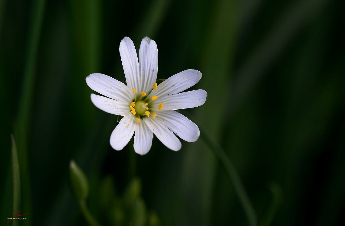 Stellaria holostea  Flora,Greater Stitchwort,Macro,Plants,Stellaria holostea,Wildflowers,bloom,blossom