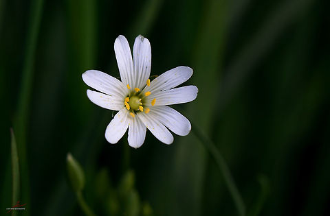 Stellaria holostea  Flora,Greater Stitchwort,Macro,Plants,Stellaria holostea,Wildflowers,bloom,blossom