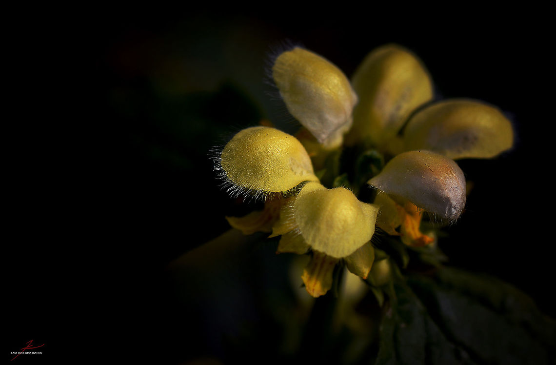 Lamium galeobdolon  Flora,Lamium galeobdolon,Macro,Plants,Wildflowers,Yellow Archangel,bloom,blossom
