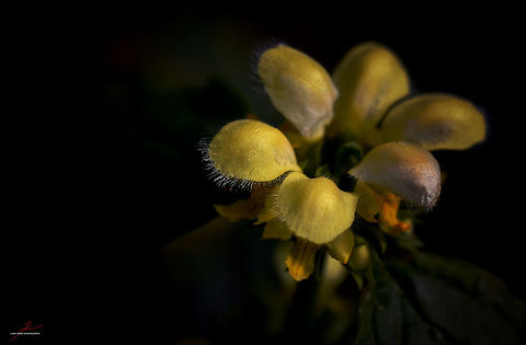Lamium galeobdolon  Flora,Lamium galeobdolon,Macro,Plants,Wildflowers,Yellow Archangel,bloom,blossom