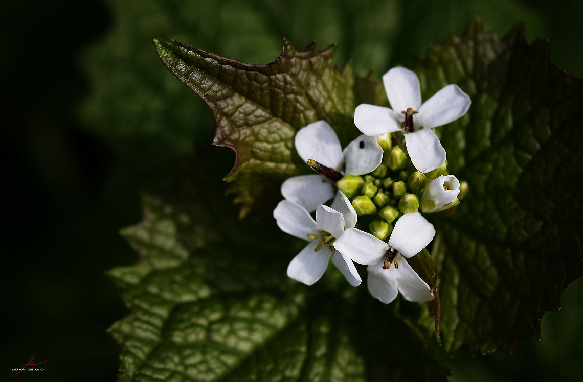 Alliaria petiolata  Alliaria petiolata,Flora,Garlic mustard,Macro,Plants,Wildflowers,bloom,blossom,herbs