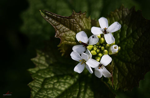 Alliaria petiolata  Alliaria petiolata,Flora,Garlic mustard,Macro,Plants,Wildflowers,bloom,blossom,herbs