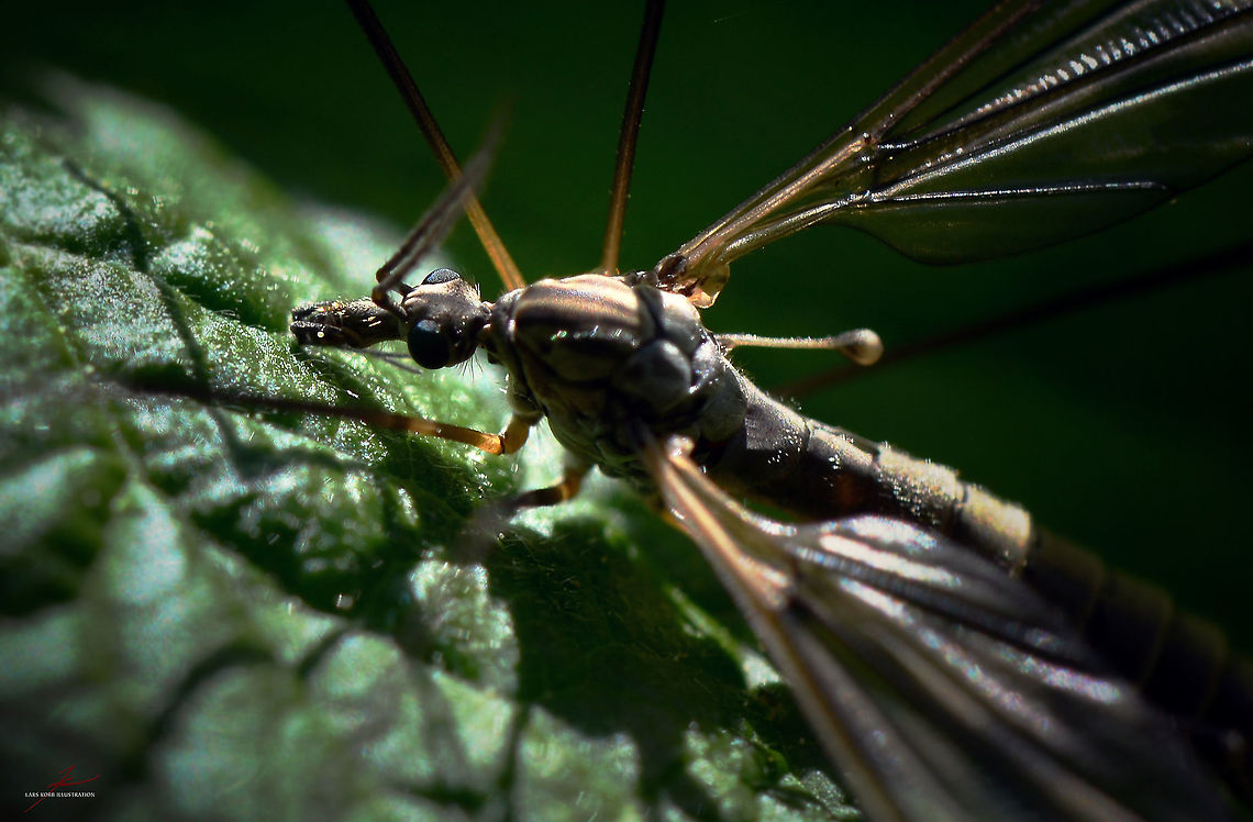 Tipula paludosa  Arthropods,Insects,Macro,Tipula paludosa,crane fly