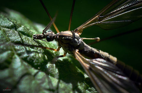 Tipula paludosa  Arthropods,Insects,Macro,Tipula paludosa,crane fly