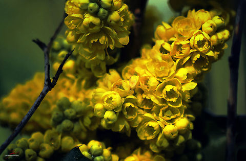 Mahonia aquifolium  Flora,Macro,Mahonia aquifolium,Plants,bloom,blossom,shrubs