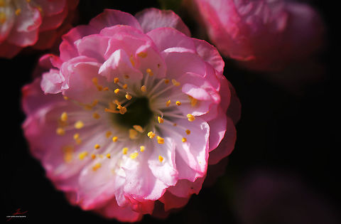 Prunus dulcis  Almond,Flora,Macro,Plants,Prunus dulcis,bloom,blossom,shrubs,trees