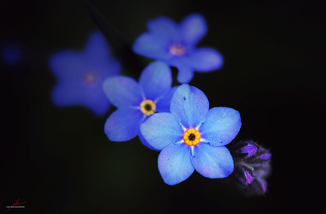 Myosotis sylvatica  Flora,Macro,Myosotis sylvatica,Plants,Wildflowers,Woodland Forget-me-not,bloom,blossom