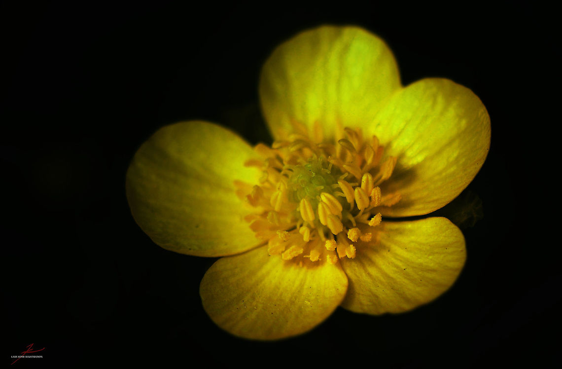 Caltha palustris  Caltha palustris,Flora,Macro,Marsh-marigold,Plants,Wildflowers,bloom,blossom,wetland
