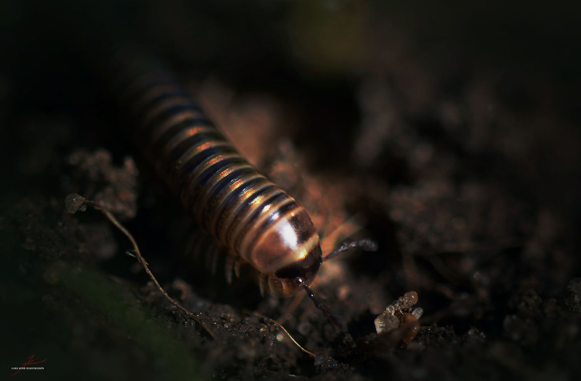 Cylindroiulus caeruleocinctus  Arthropods,Cylindroiulus caeruleocinctus,Macro,Millipede